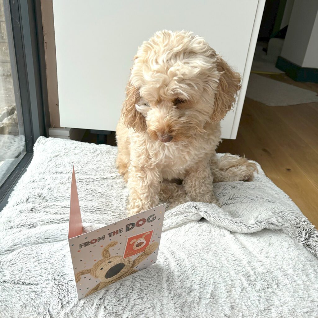 Dog looking at a Boofle father's day card from the dog